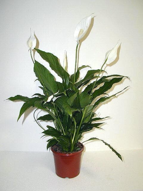 Spathiphyllum, vaso ø 17 cm – Penny