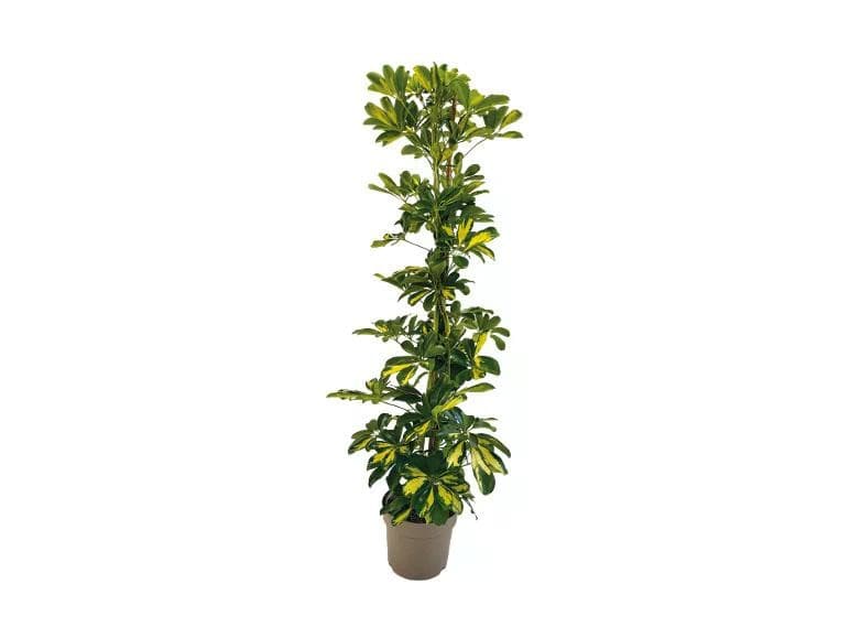 Mix di piante verdi Vaso Ø 21 cm, Altezza 105-158 cm in offerta da Lidl
