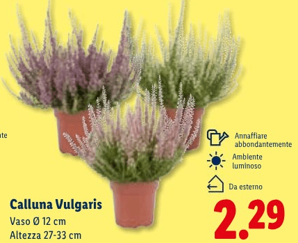Calluna Vulgaris, Vaso Ø 12 cm, Altezza 27-33 cm – Lidl