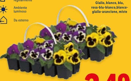 Viole del pensiero, Vaso Ø 12 cm – Lidl