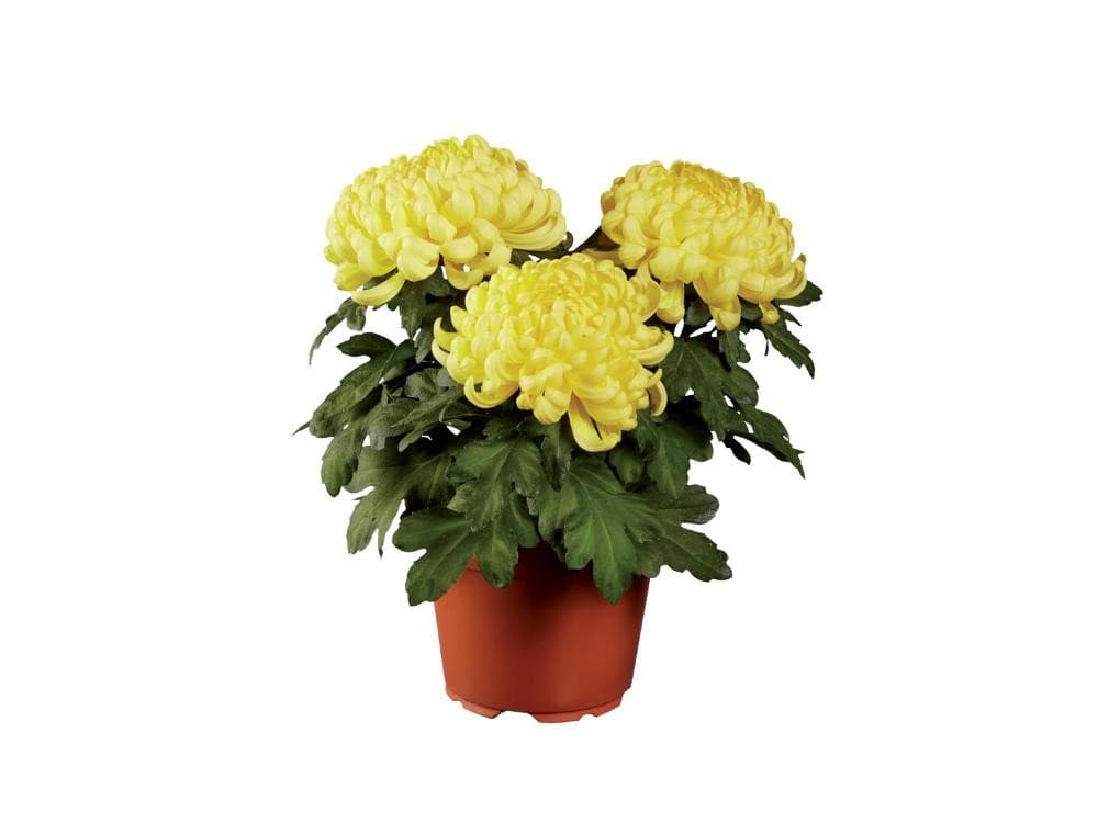 Crisantemi, Vaso Ø 12 cm, Altezza 30 cm – Lidl