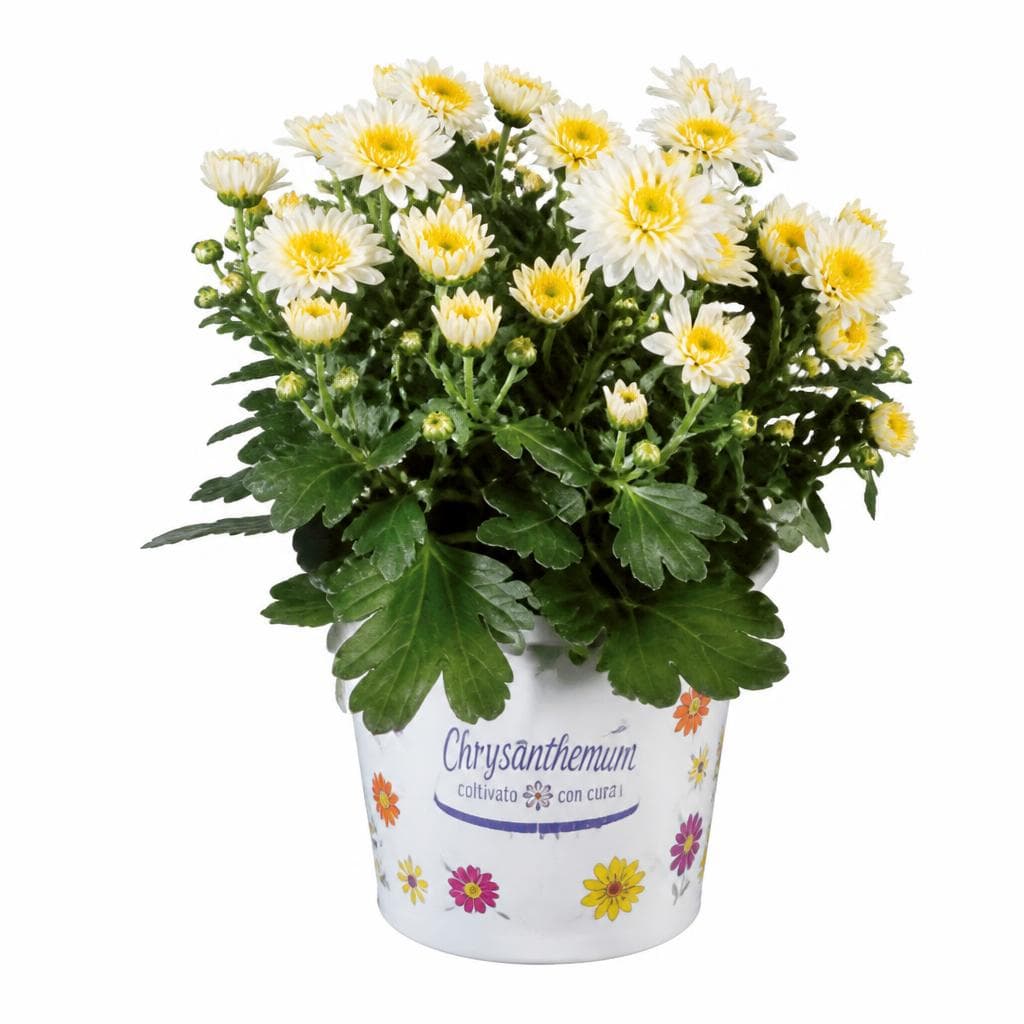 Crisantemi, Vaso Ø 13 cm, Altezza 25-30 cm – Lidl