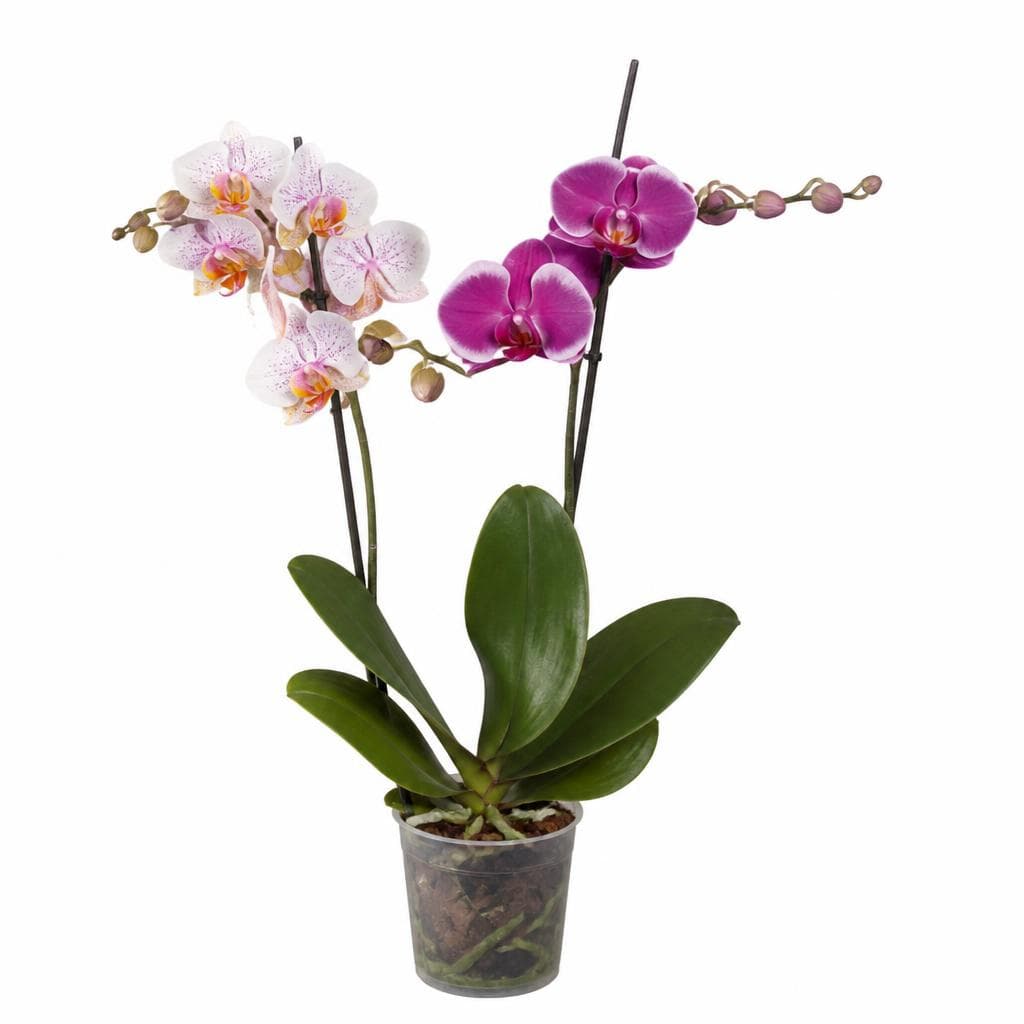 Phalaenopsis – Lidl