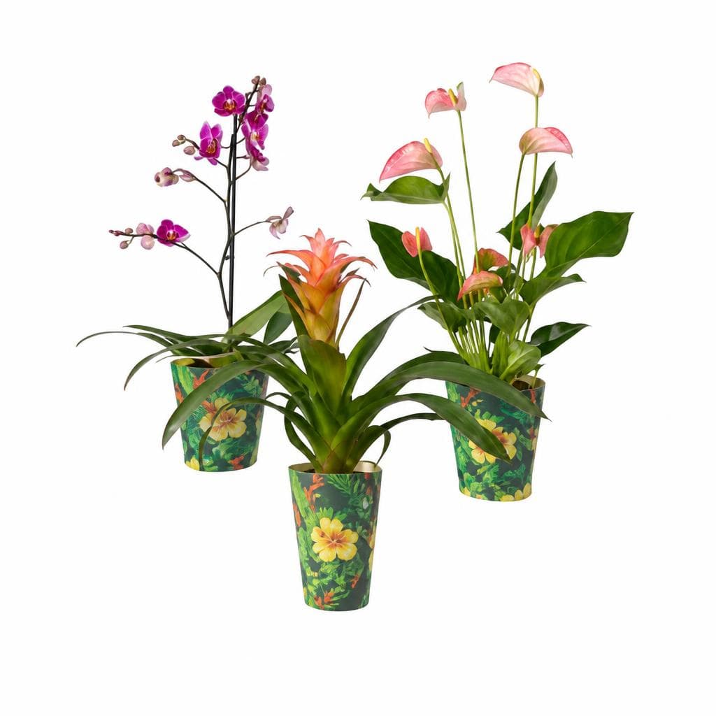 Mix di piante esotiche, Vaso Ø 12 cm, Altezza 40-55 cm – Lidl