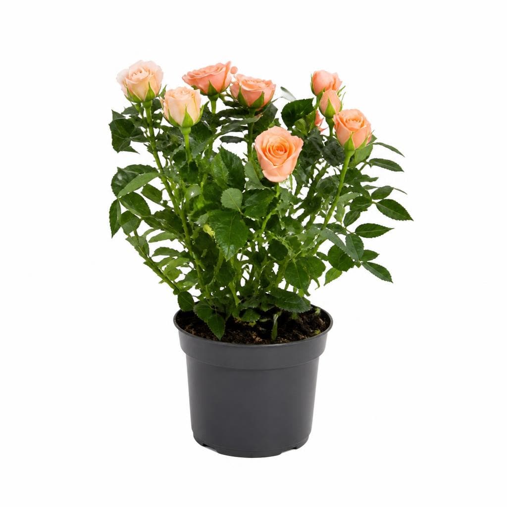 Rosa, Ø cm 10,5 – Bennet