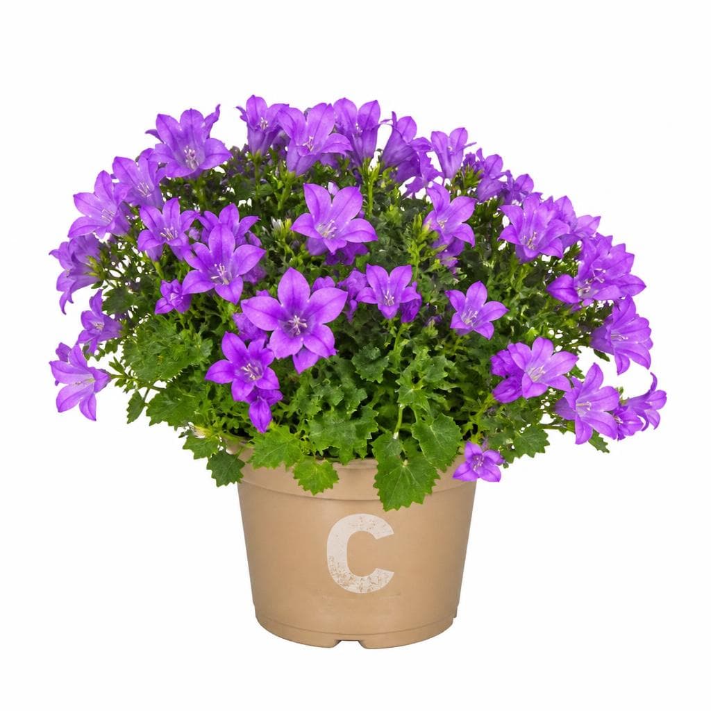 Campanula, Vaso Ø 11 cm – Dpiù