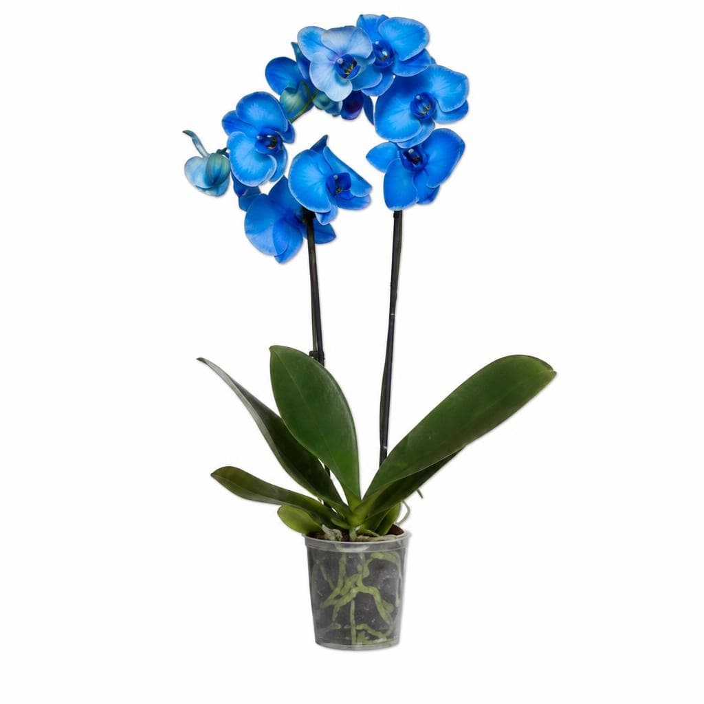 Phalaenopsis 2 steli, Vaso Ø 12 cm, Altezza 50-70 cm – Lidl