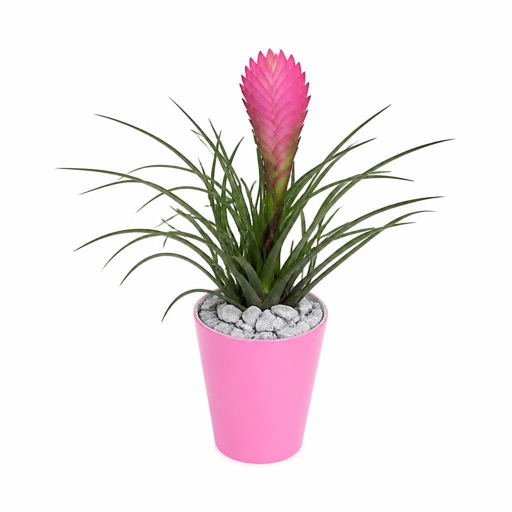 Tillandsia Cyanea, Ø cm 11 – Bennet