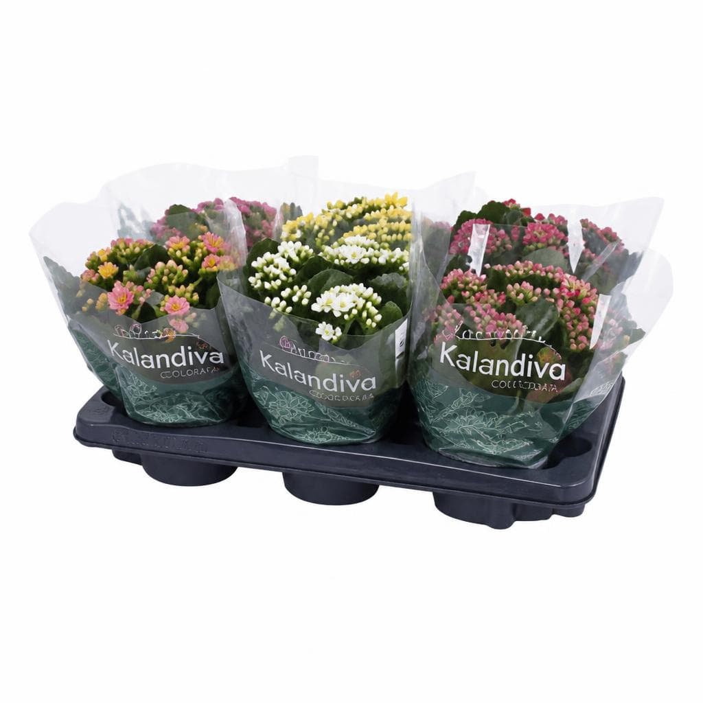 Kalandiva Colorata, Vaso Ø 15 cm Rosalina – Dpiù