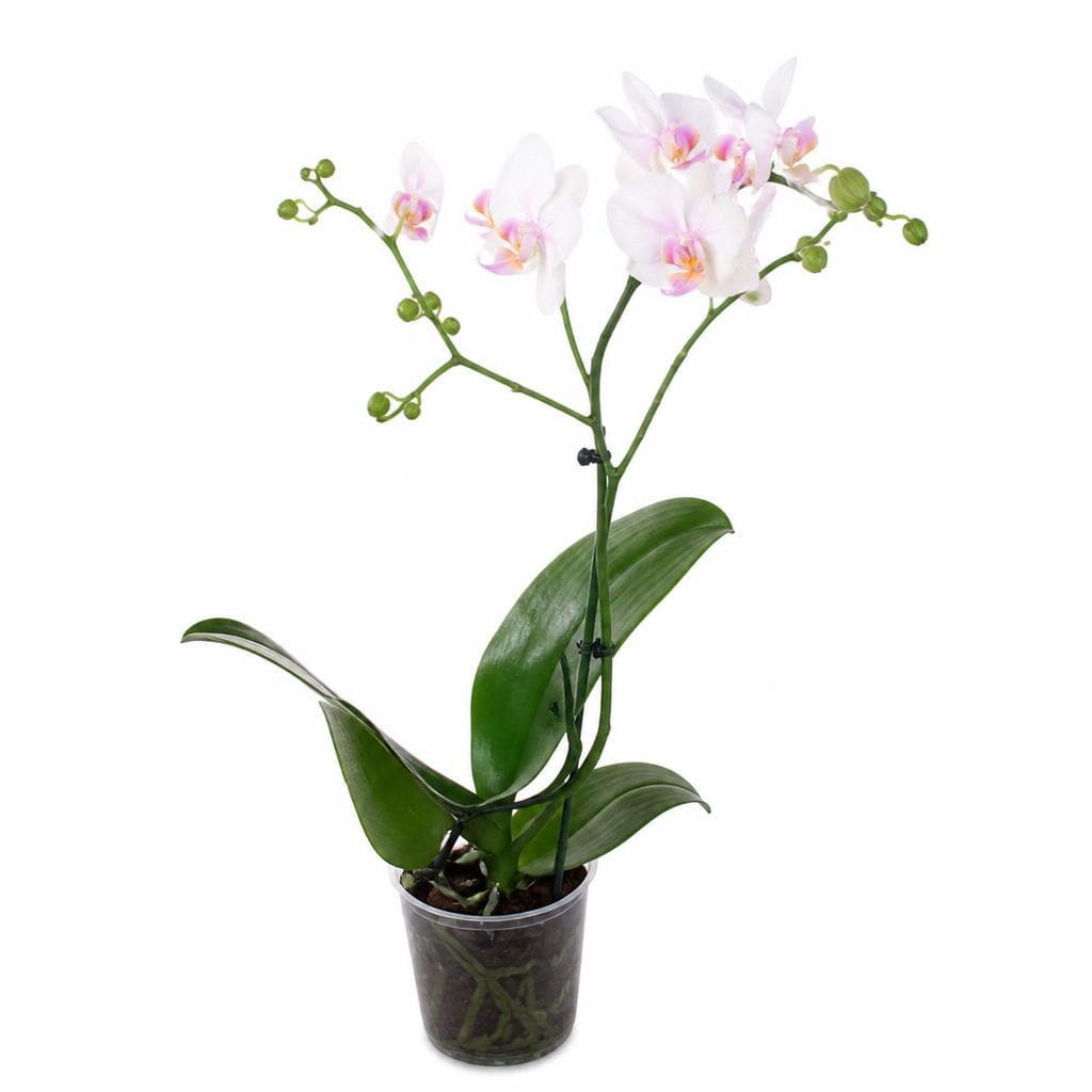 Orchidea – Eurospin