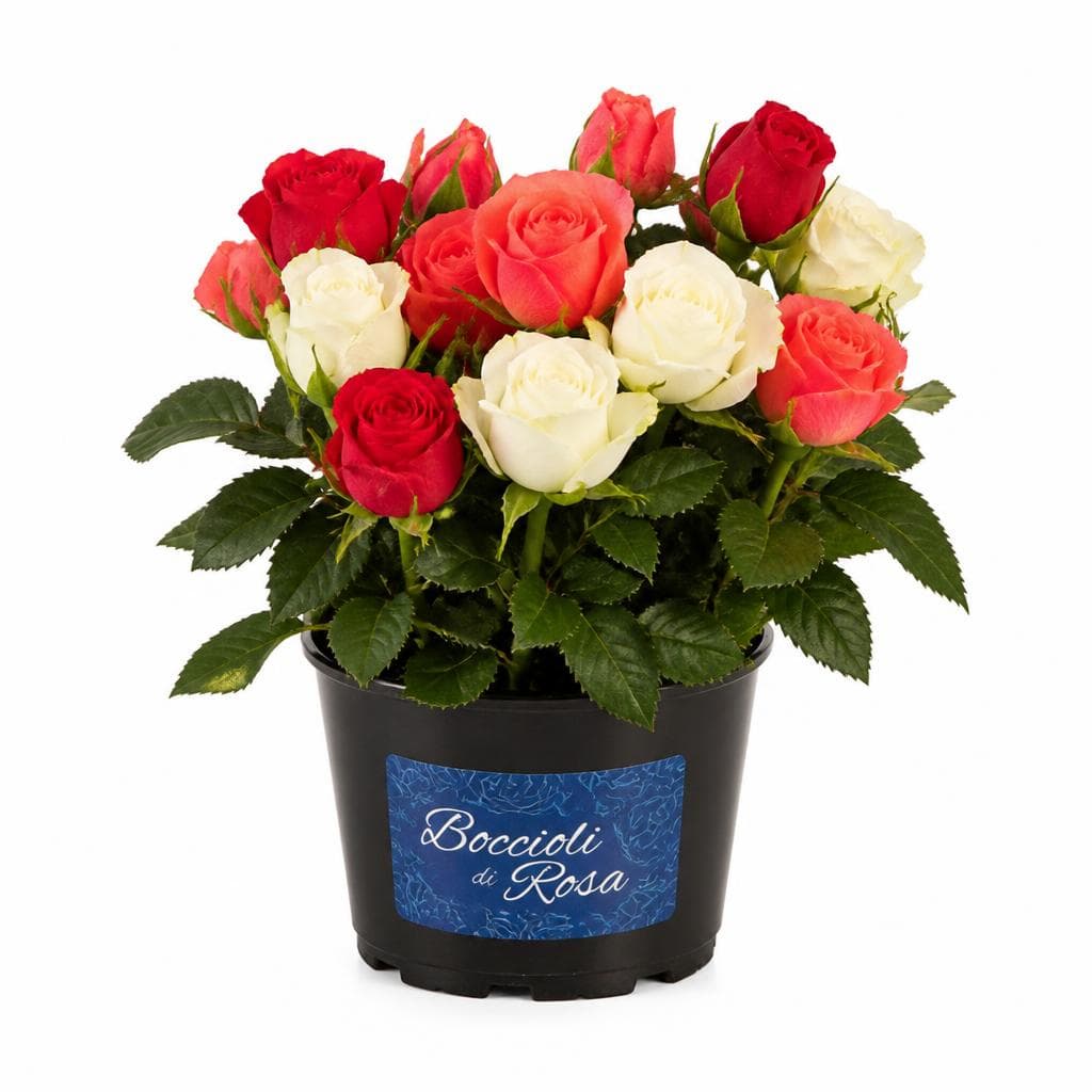 Boccioli di rosa, 25 pz – Risparmio Casa