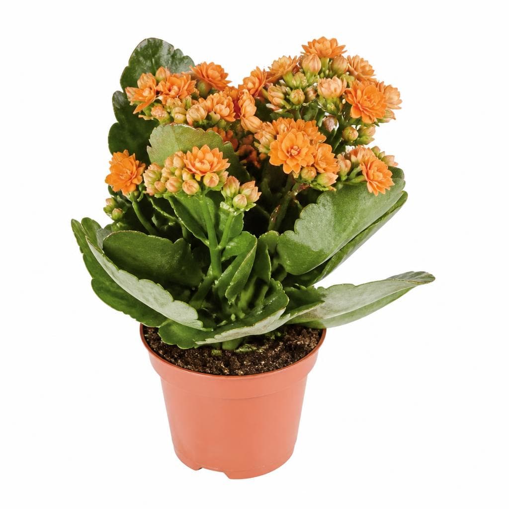 Kalanchoe, Vaso di Halloween Ø 12 cm, Altezza 26-30 cm – Lidl