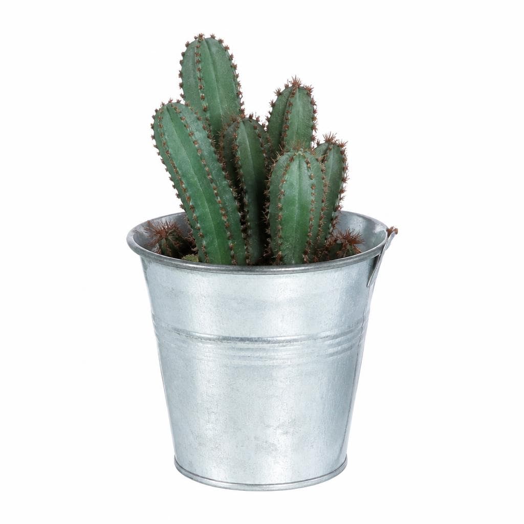 Cactus o succulente in offerta da Lidl