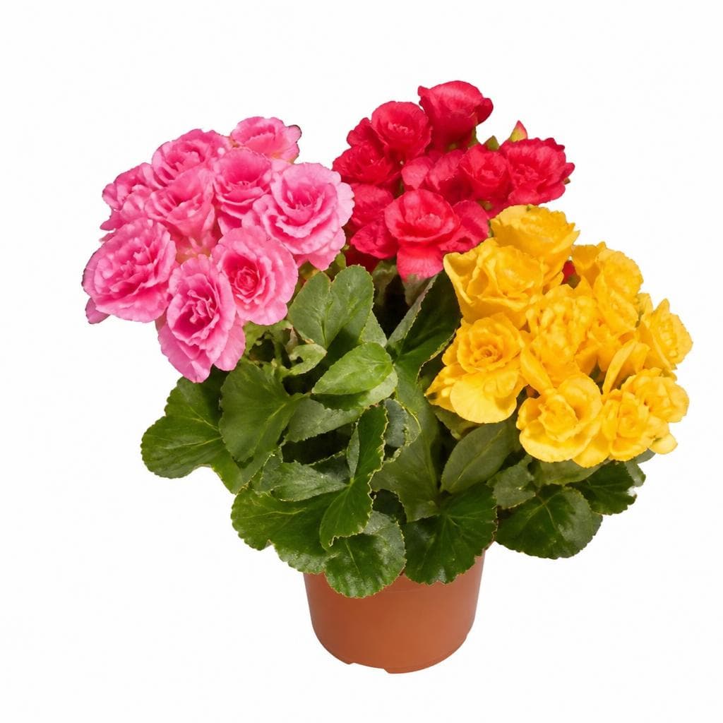 Fiori e composizioni floreali – Lidl