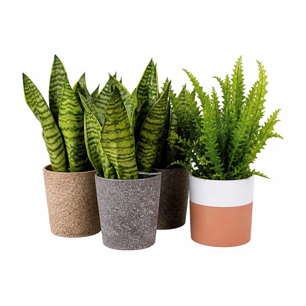 Sanseveria o felce mix in offerta da Esselunga