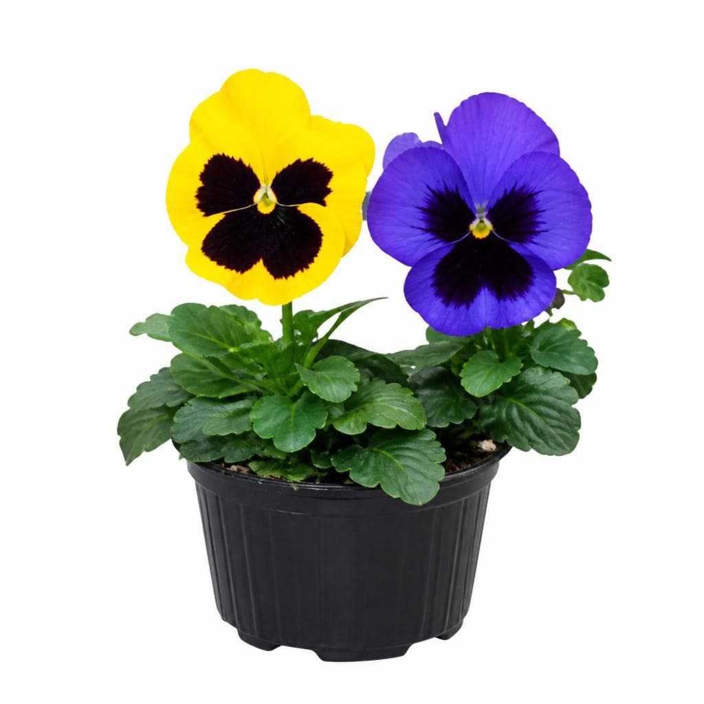 Viola, in vaso Ø 10 cm – Iper La grande i
