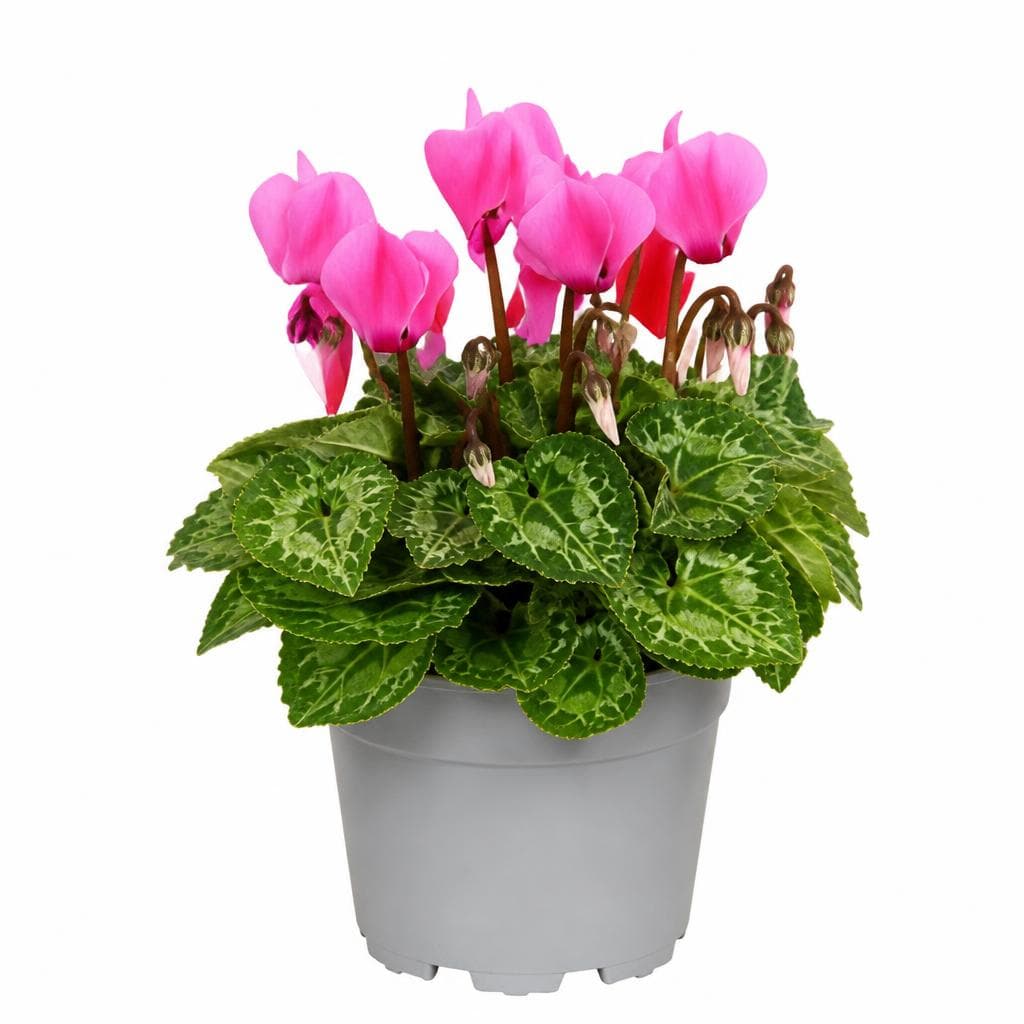 Piante in vaso fiorite assortite, Ø 10,5 cm – Bennet