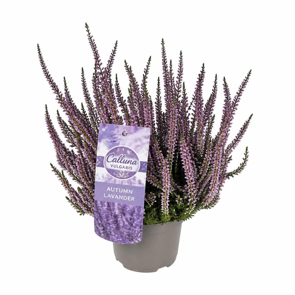 Calluna varietà autumn lavander, vaso Ø cm 12 – Bennet