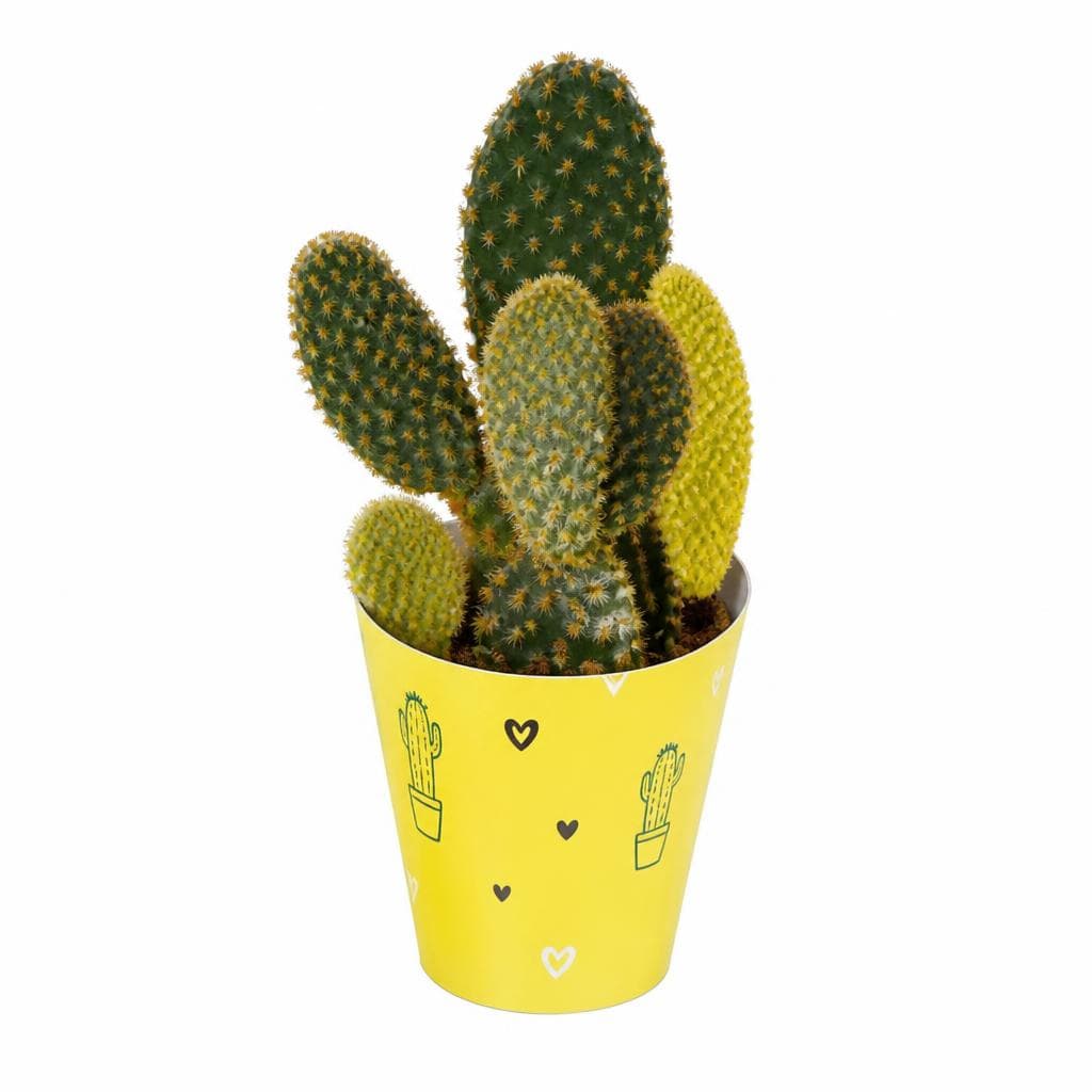 Mini cactus, Vaso Ø 5,5 cm – Lidl