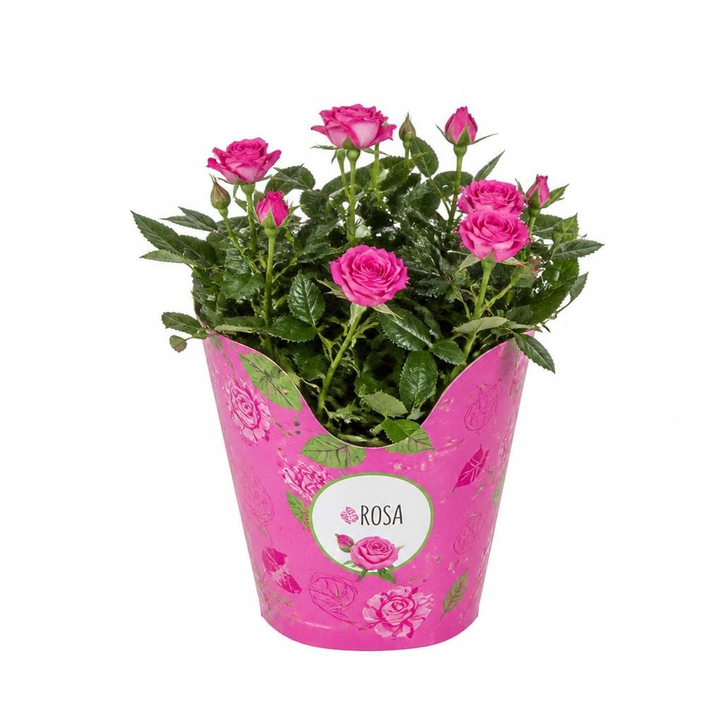 Rosa, Vaso Ø 10,5 cm – Dpiù