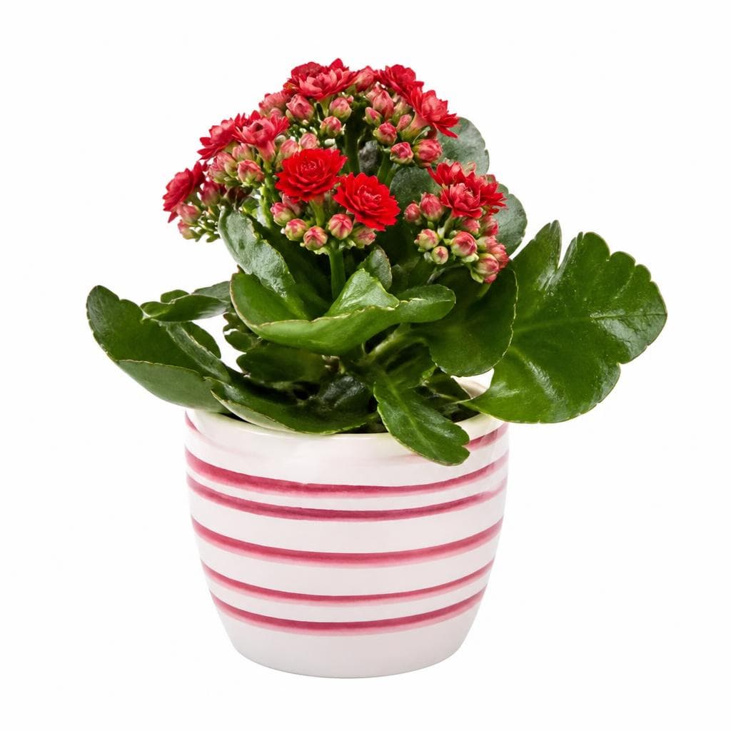 Mini piantine fiorite, Vaso Ø 5,5 cm, Altezza 14-18 cm – Lidl