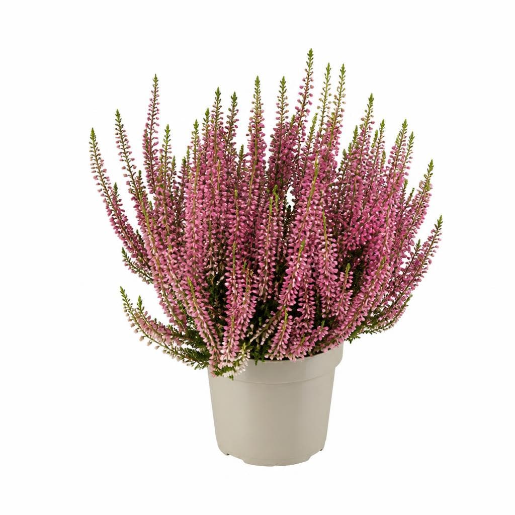 Calluna, Ø cm 11 – Bennet
