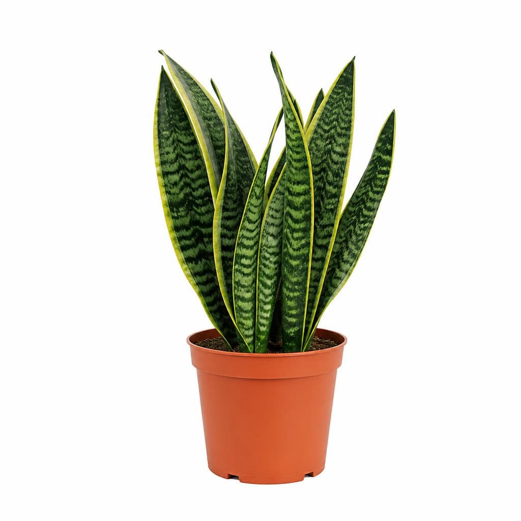 Piante Verdi, vaso ø 17 cm – Penny