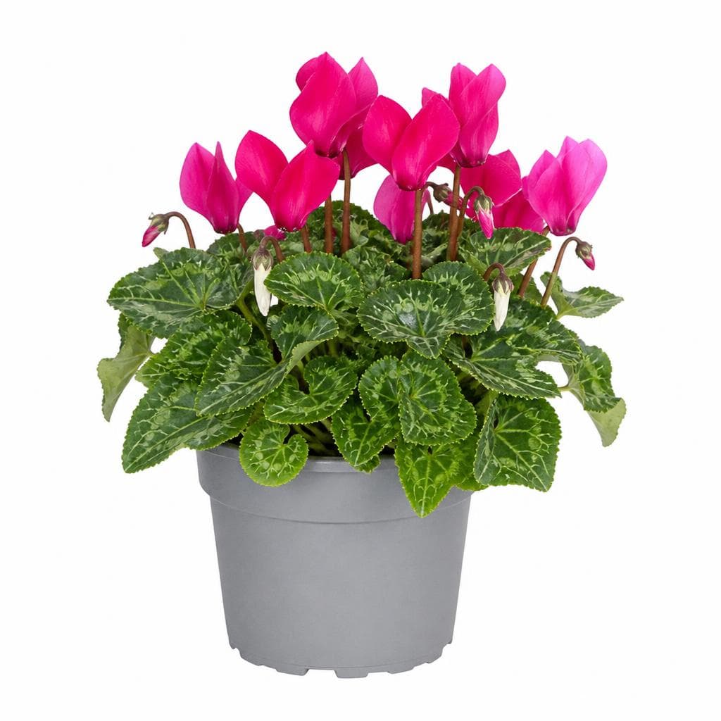 Ciclamino mini, Ø 10.5 cm – Bennet