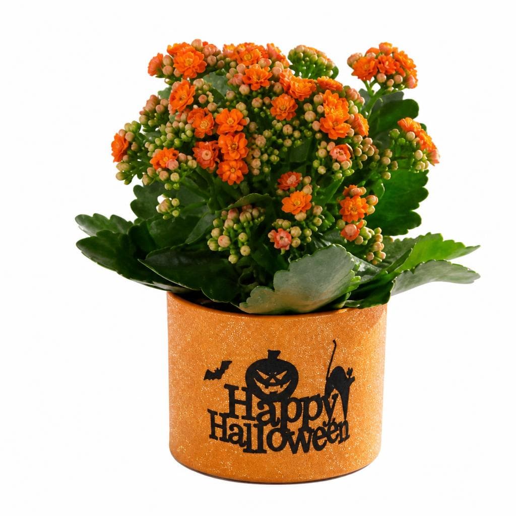 Fiori e composizioni floreali – Lidl