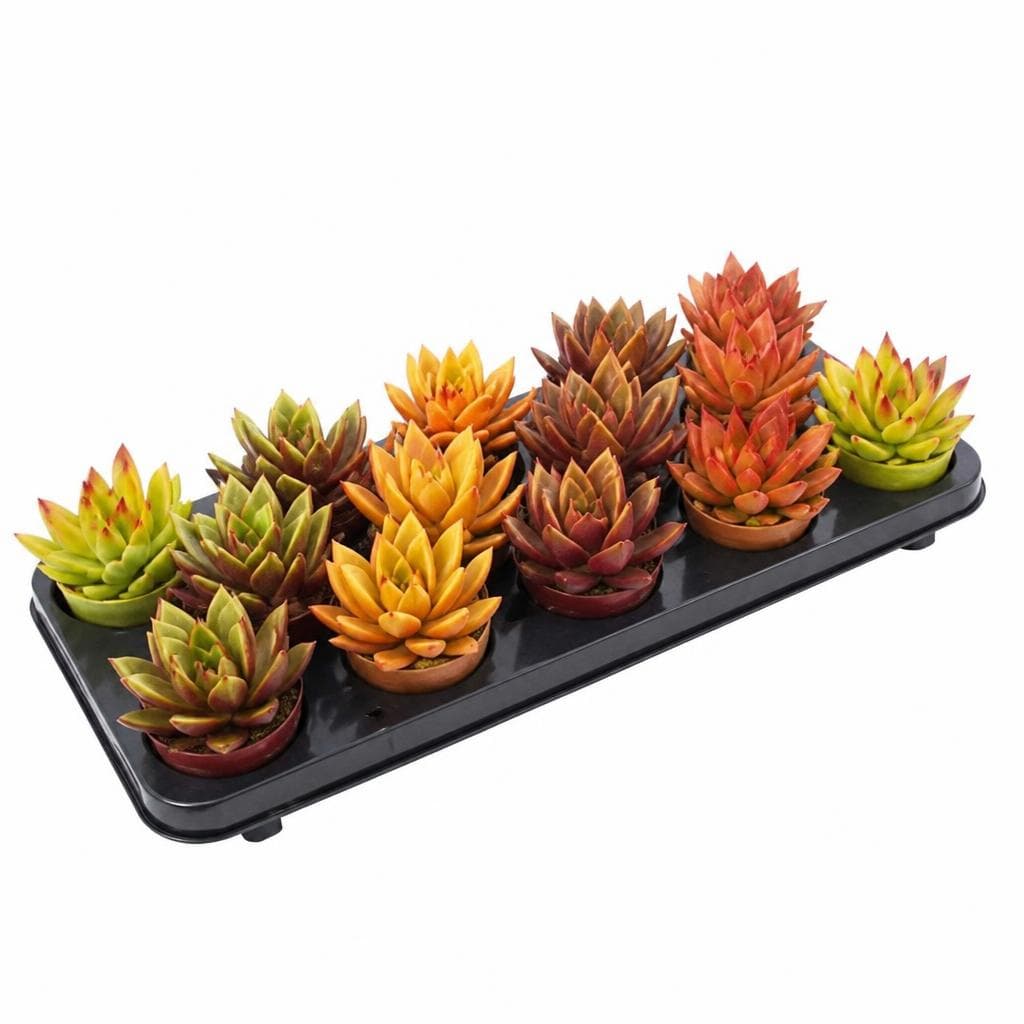 Echeveria, Vaso Ø 8,5 cm – Dpiù