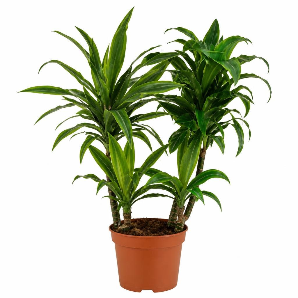 Piante verdi, Vaso Ø 17 cm, Altezza 70-100 cm – Lidl