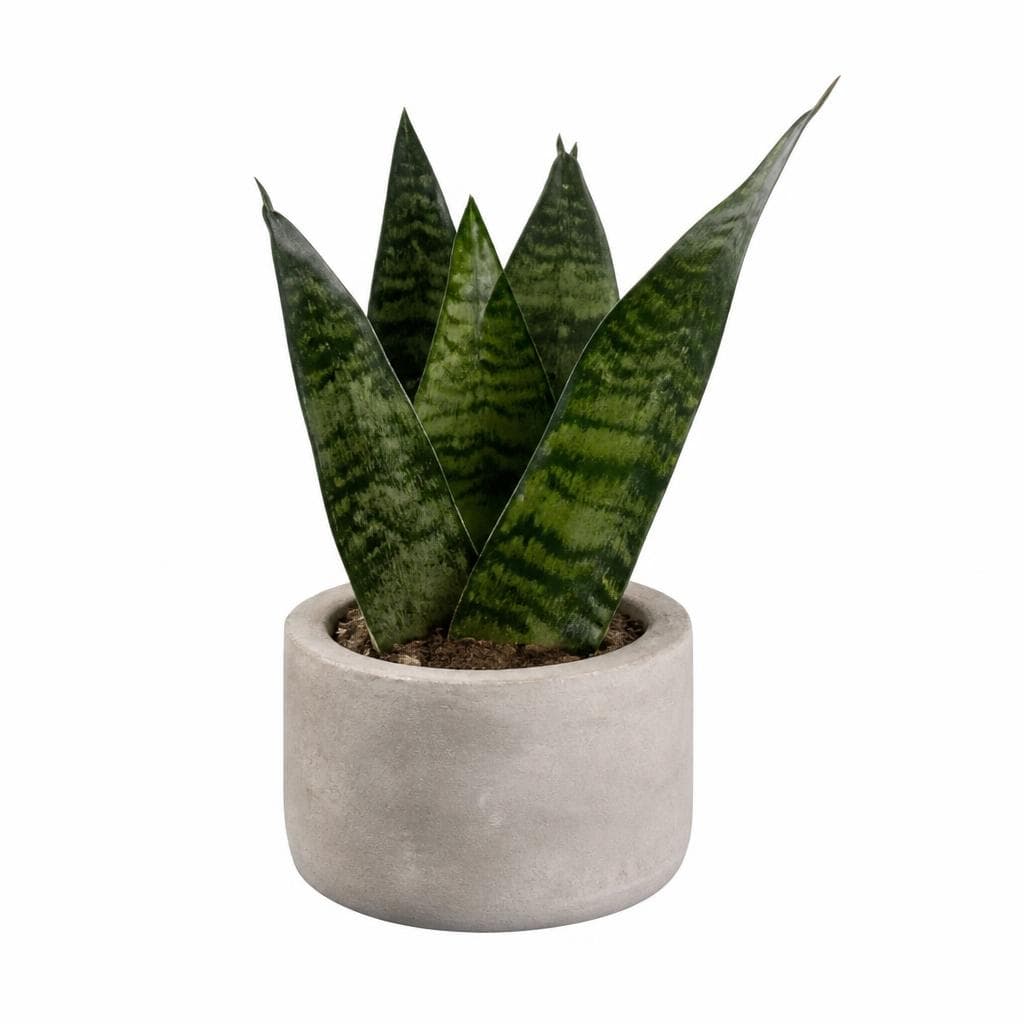 Piante da appartamento, 13-17 cm – Lidl