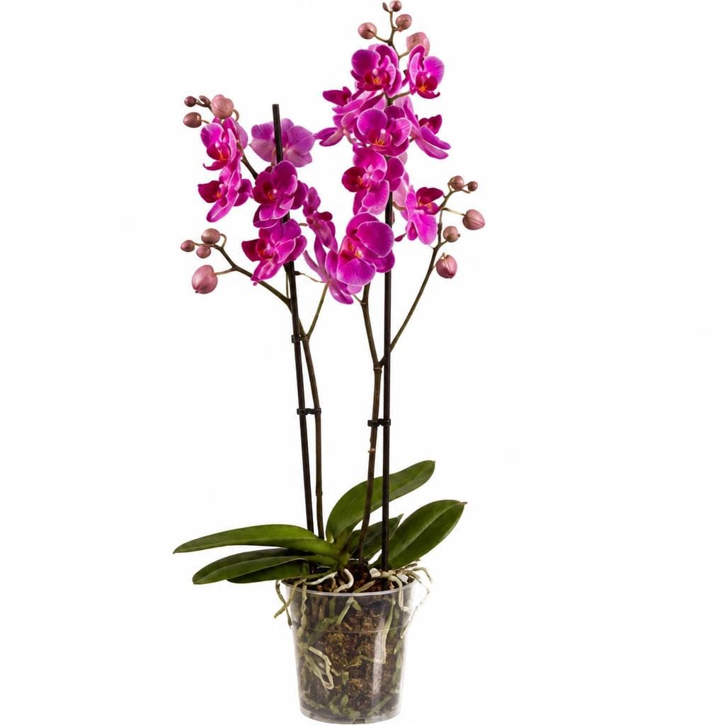 Phalaenopsis, Vaso Ø 12 cm, Altezza 42-58 cm – Lidl