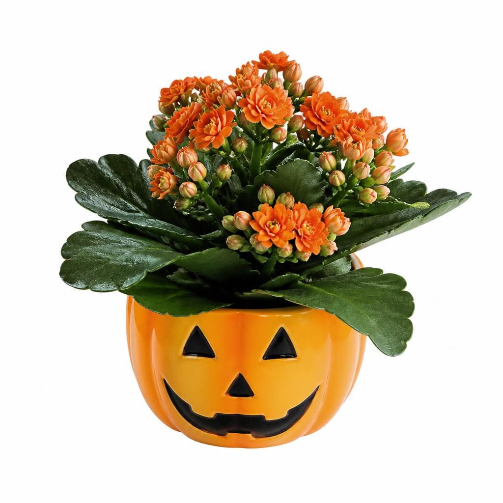 Kalanchoe, Ø 8 cm – Penny