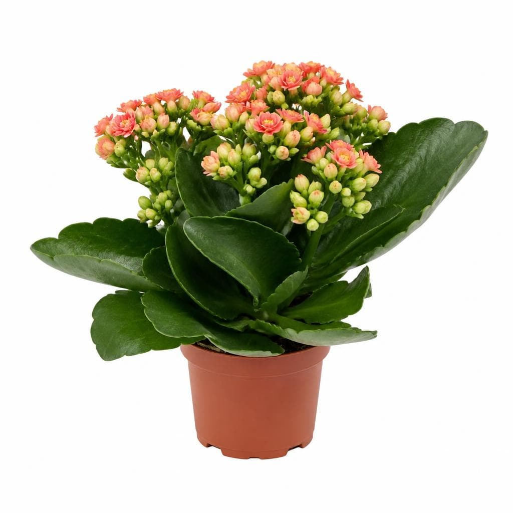 Kalanchoe, Vaso Ø 12 cm, Altezza 30-36 cm – Lidl