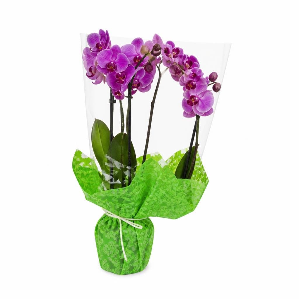 Phalaenopsis – Iper La grande i