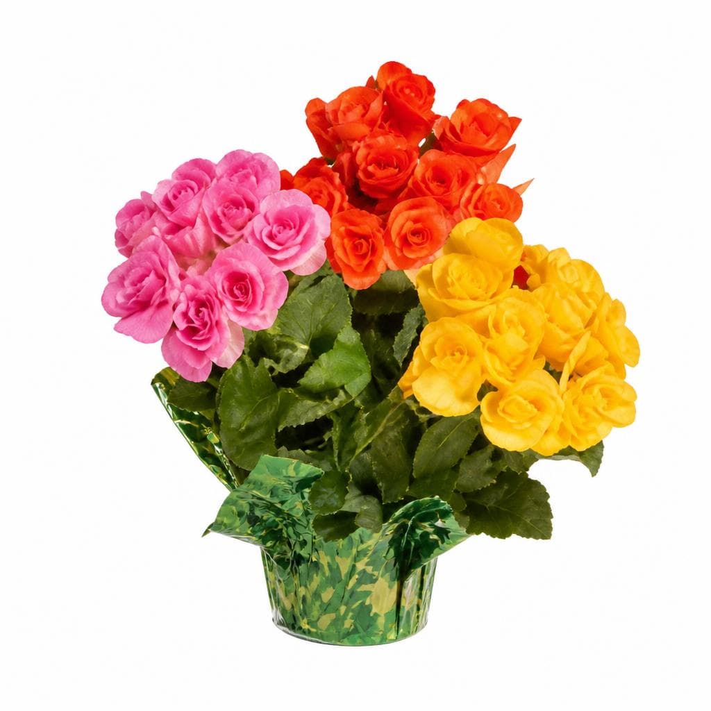 Fiori e composizioni floreali – Lidl