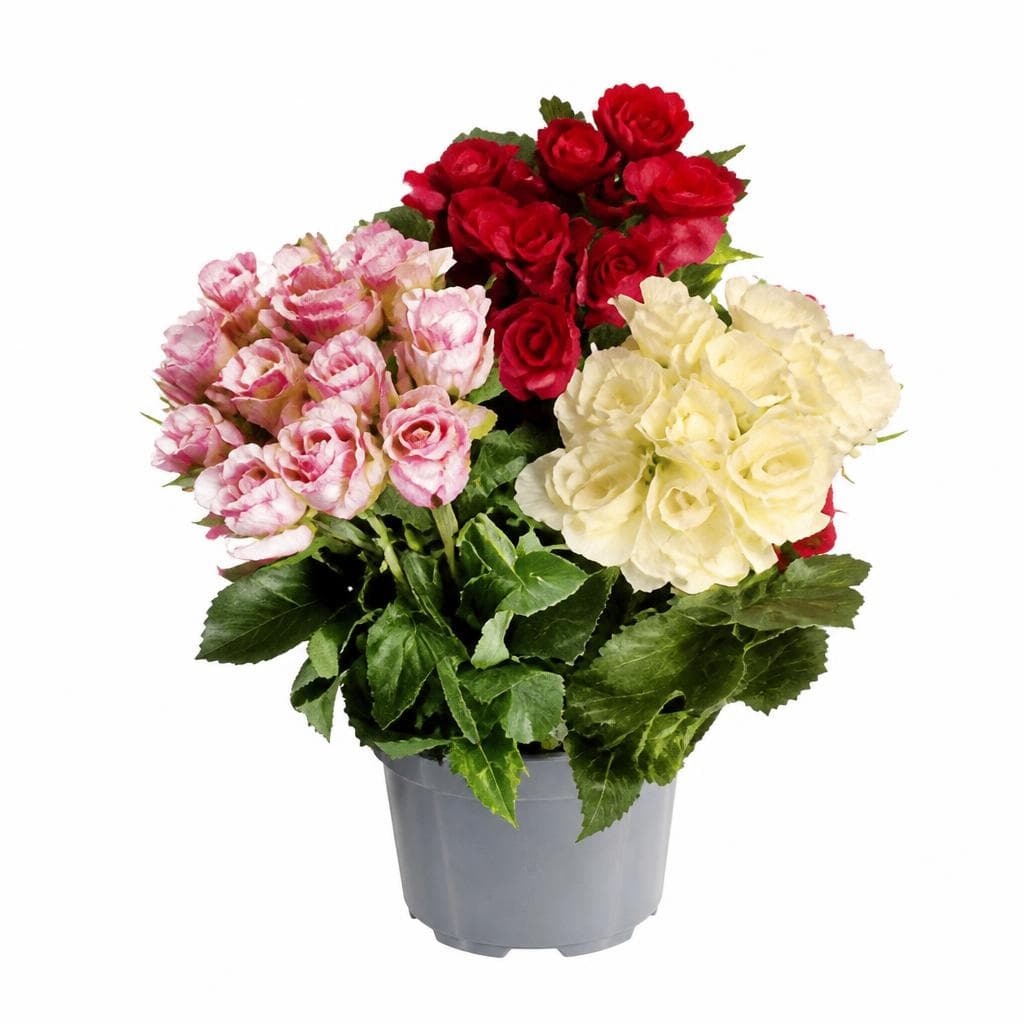 Fiori e composizioni floreali – Lidl