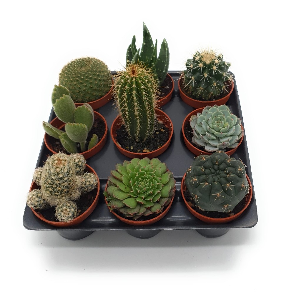 Pianta grassa varietà assortite Vaso Ø 5,5 cm in offerta da Dpiù