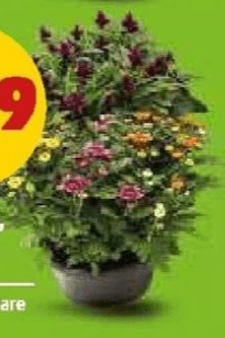 Margherita, Celosia vaso ø 23 cm in offerta da Penny