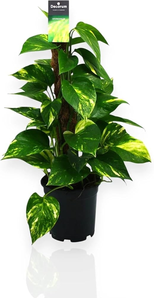 Pothos con tutore in vaso Ø 21 cm, h 80 cm in offerta da Iper La grande i
