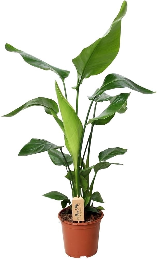 Strelitia vaso ø 19 cm in offerta da Il Gigante