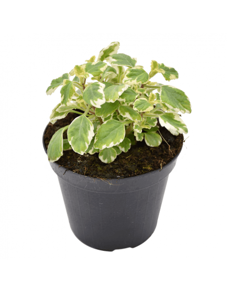 Plectranthus Vaso Ø 14 cm, Altezza 20 cm - Offerta nel negozio Lidl