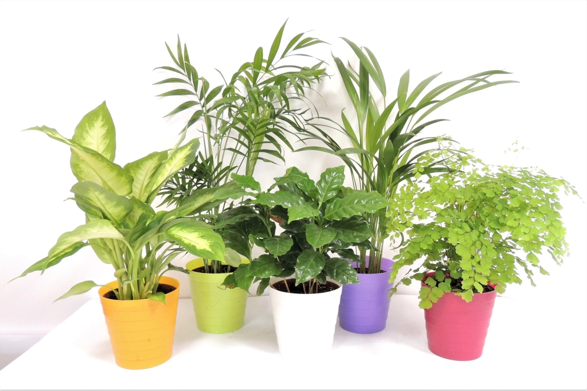 Piante verdi miste con coprivaso in vaso ø 12 cm - altezza 35-40 cm in offerta da DeSpar