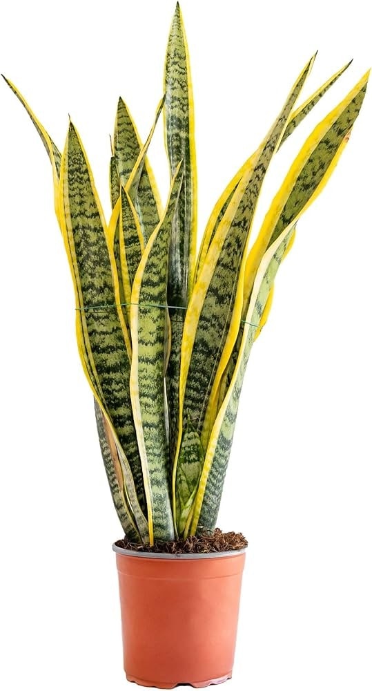 Sanseveria Vaso Ø 17 cm, Altezza 50-70 cm in offerta da Lidl