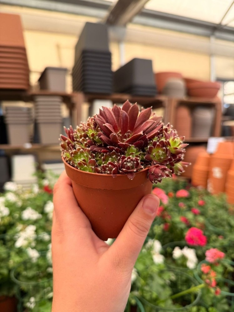 Sempervivum Vaso Ø 9 cm, Altezza 10 cm in offerta da Lidl