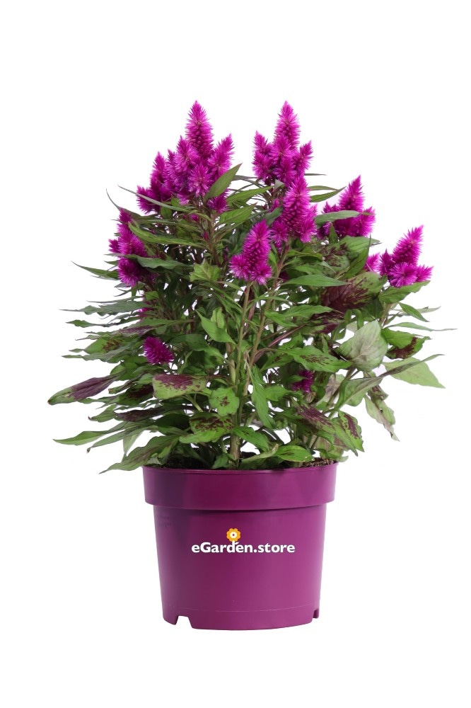 Celosia Crestata Ø cm 12 in offerta da Bennet