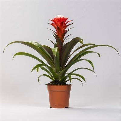 Piante verdi o fiorite Vaso Ø 12 cm, Altezza 35-45 cm in offerta da Lidl