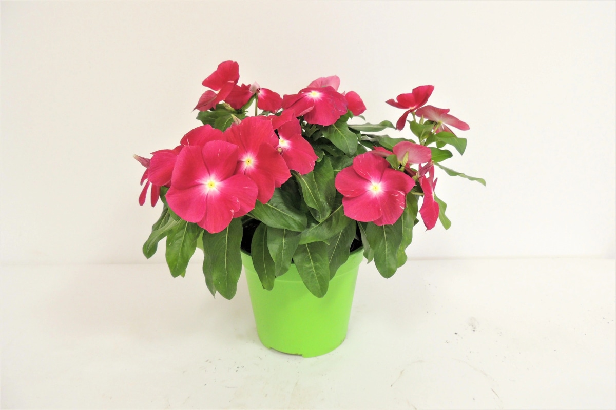 Vinca Vaso Ø 14 cm, Altezza 25-35 cm - Offerta nel negozio Lidl