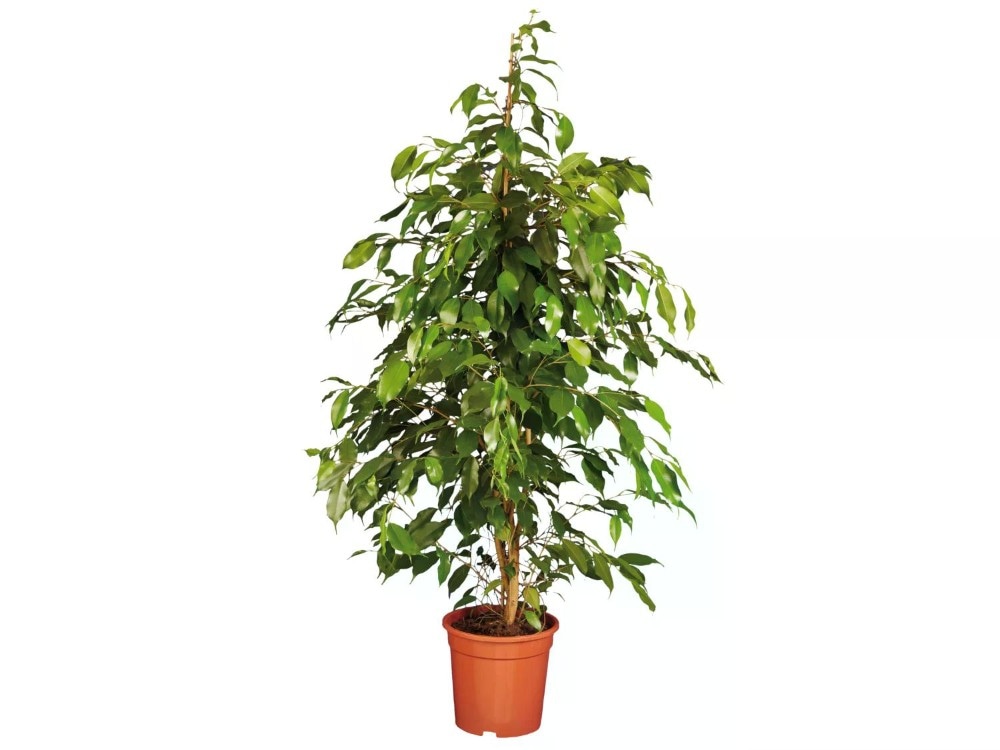 Piante verdi Vaso Ø 21 cm, Altezza 90-110 cm in offerta da Lidl